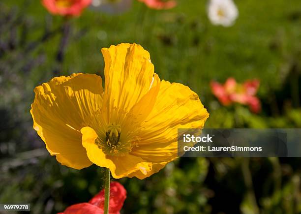 Papoila Amarelo - Fotografias de stock e mais imagens de Amarelo - Amarelo, Ao Ar Livre, Canteiro de flores