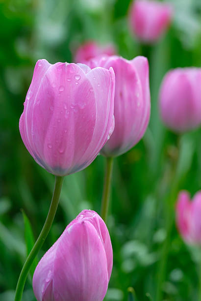 púrpura claro tulipanes rodeada de rocío - growth tulip cultivated three objects fotografías e imágenes de stock