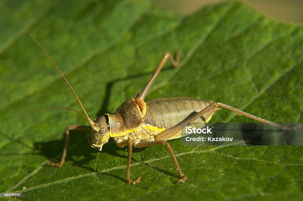 Selle dos bush Joueur de cricket - Photo de Abdomen d'animal libre de droits