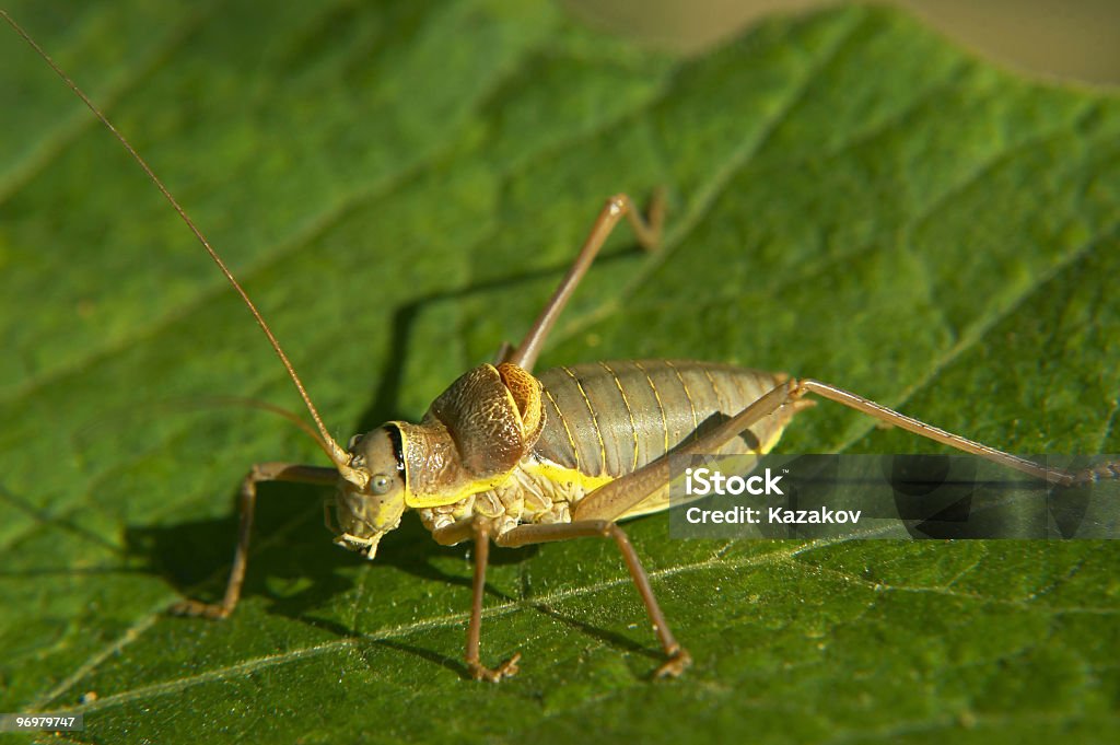 Sella-backed bush cricket - Foto stock royalty-free di Addome animale