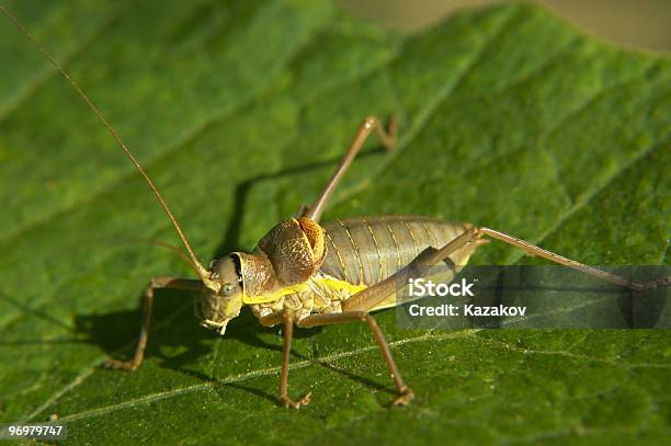 Sellabacked Bush Cricket - Fotografie stock e altre immagini di Addome animale - Addome animale, Addome umano, Aiuola