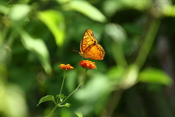 istock The beauty of Nature. 96980219