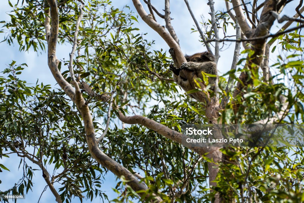Koala in the tree relaxing and sleeping Koala in the tree relaxing and sleeping in Australia Animal Stock Photo
