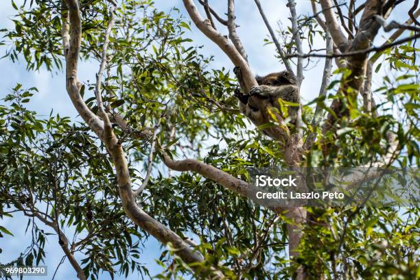 Koala In The Tree Relaxing And Sleeping Stock Photo - Download Image Now - Animal, Animal Wildlife, Australia