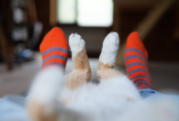 relaxed cute cat lying on the human's legs.