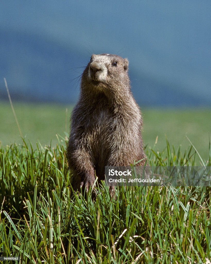 Marmota olímpico - Foto de stock de Marmota canadiense libre de derechos