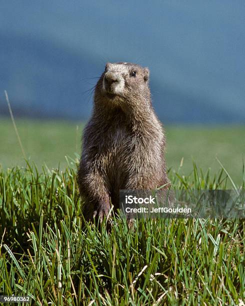 Marmota Olímpico Foto de stock y más banco de imágenes de Marmota canadiense - Marmota canadiense, Aire libre, Animal