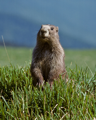 Side view of a mountain marmot ( Murmeltier) in the Swiss Alps, during summer. The animal is sitting on the entrance of his nest. Wildlife picture, Mountains around Arosa, Switzerland. Copy space.