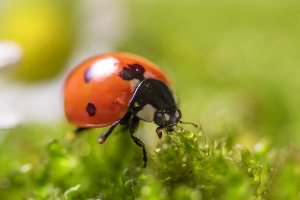 istock Ladybird on chamomile flowers close-up. 969806798