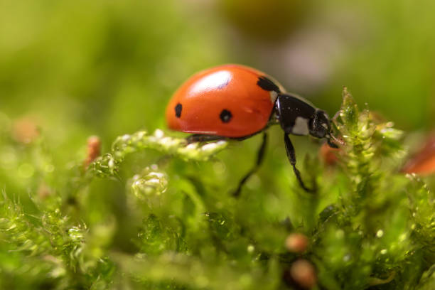istock Ladybird on chamomile flowers close-up. 969806804
