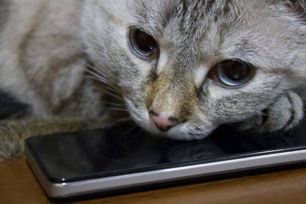 istock Gray cat asleep lying head on black smartphone 969806840