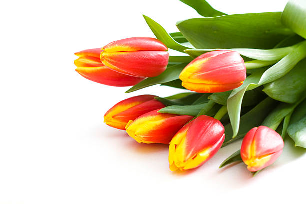 Bunch of tulips stock photo