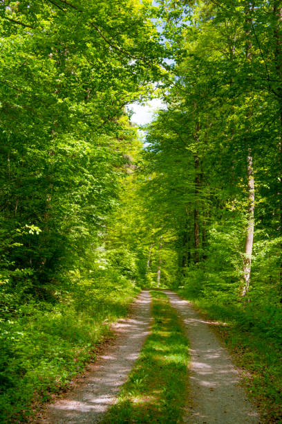 istock Forest track, tall trees springtime, lush foliage vivid green leaves 969811724
