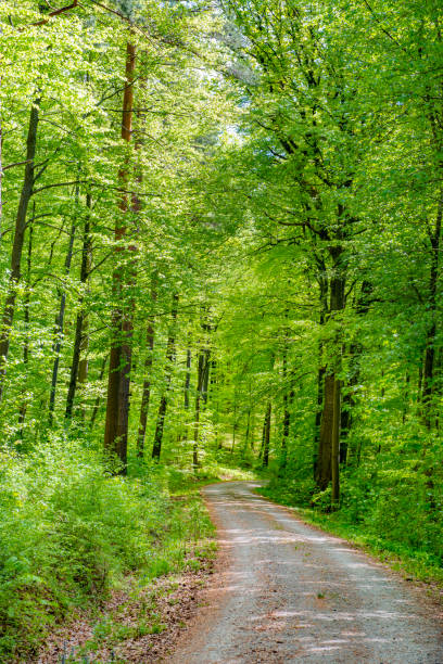 istock Forest track, tall trees springtime, lush foliage vivid green leaves 969811726