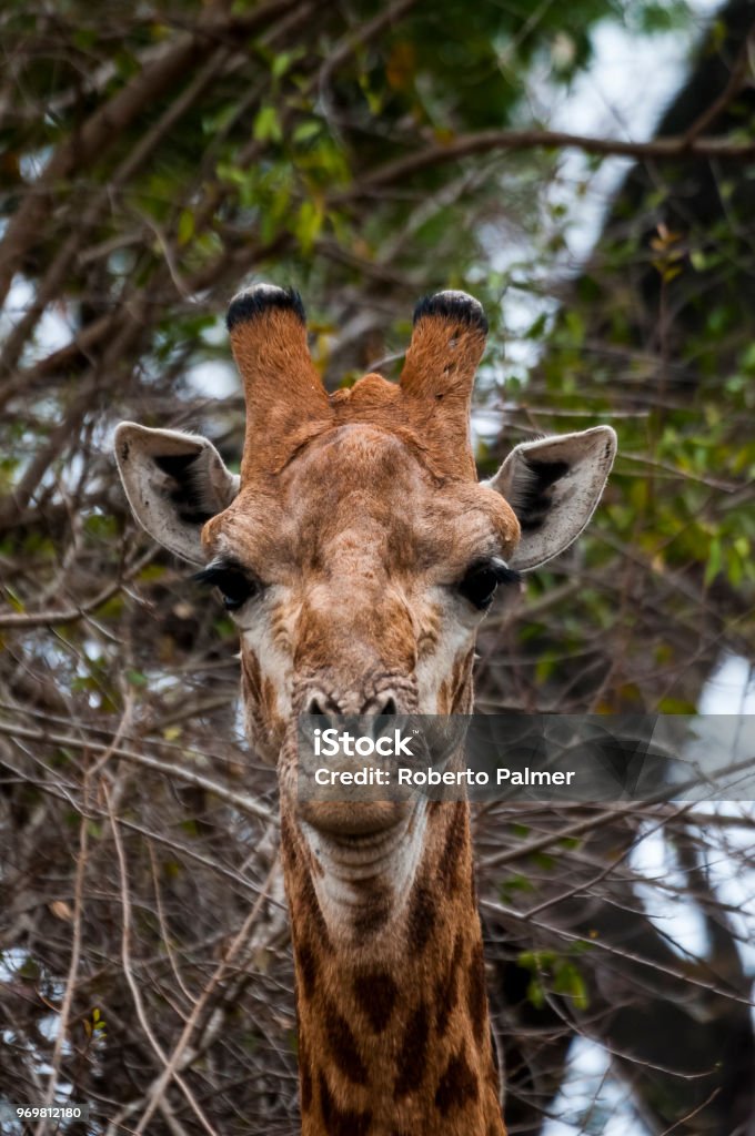 Giraffe in close-up Animal Stock Photo