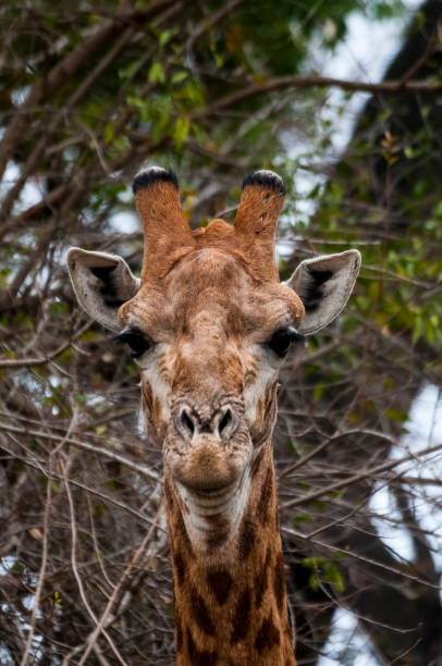 Giraffe in close-up Giraffe in close-up kapama reserve stock pictures, royalty-free photos & images