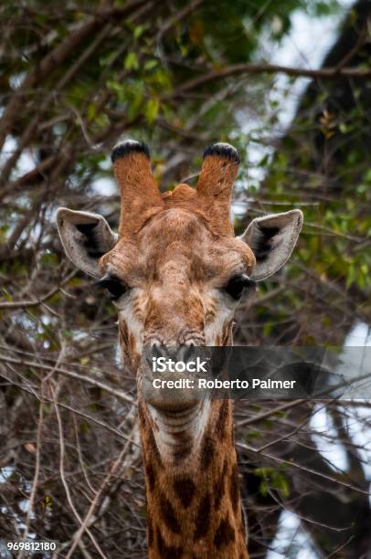 Giraffe In Closeup Stock Photo - Download Image Now - Animal, Animal Neck, Animal Wildlife