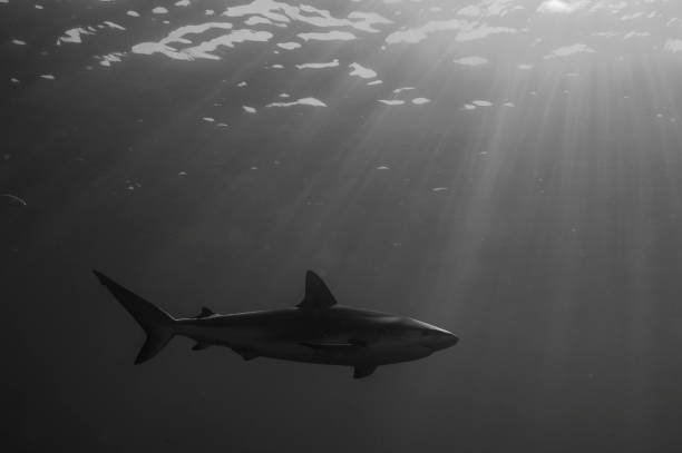 istock Shark in black and white 969812430