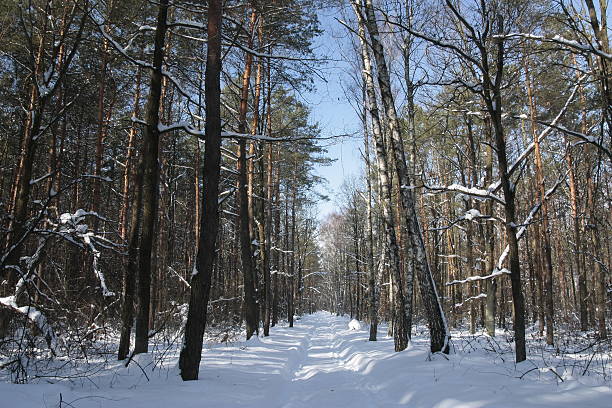 Road  through the Forest . stock photo