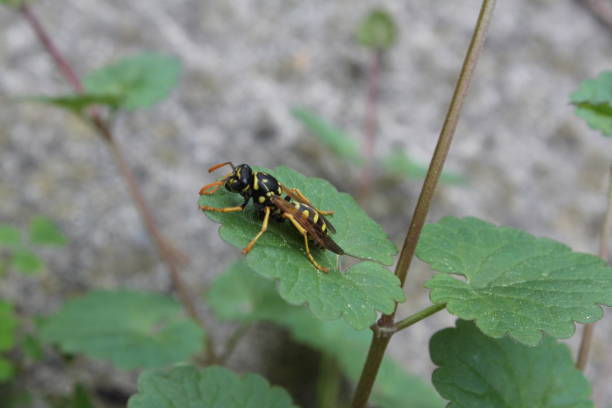 Wasp resting on leaf A wasp is any insect of the order Hymenoptera and suborder Apocrita that is neither a bee nor an ant poisonous grasshopper pictures stock pictures, royalty-free photos & images