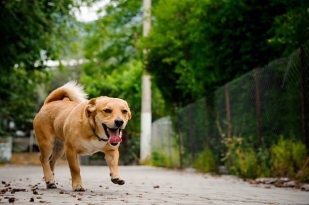 istock Domestic ginger color dog on the asphalt walkpath 969823686