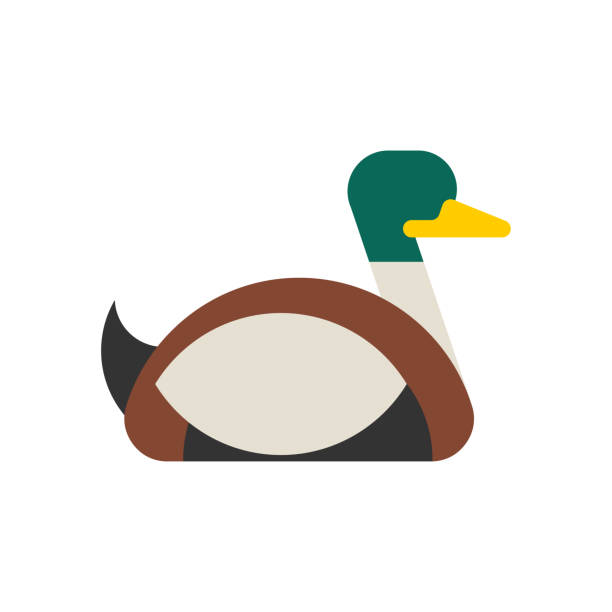 ilustrações de stock, clip art, desenhos animados e ícones de drake duck male isolated. waterfowl bird vector illustration - marreco