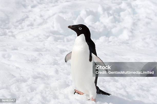 Penguin Stock Photo - Download Image Now - Adelie Penguin, Animal, Animal Wildlife