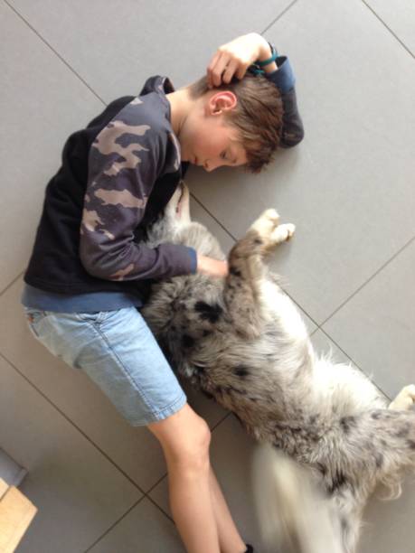 Teen boy cuddling a blue merle border collie stock photo