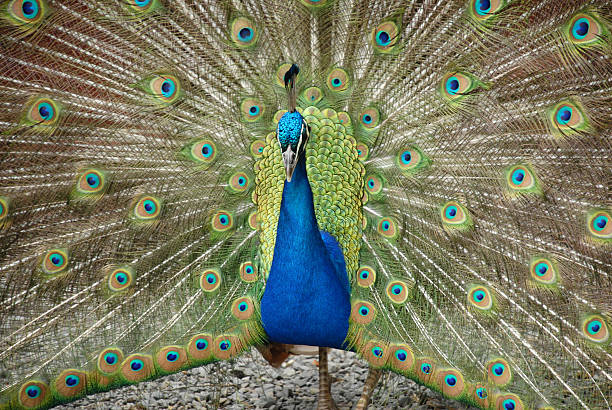 istock Proud peacock displays his many eyes 96982662