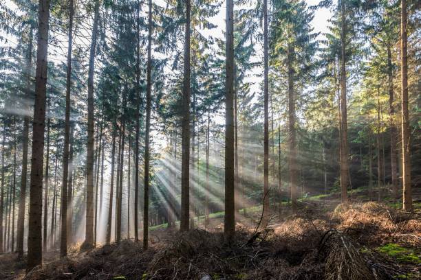 istock Sunrise in a coniferous forest with bright sun rays 969827010