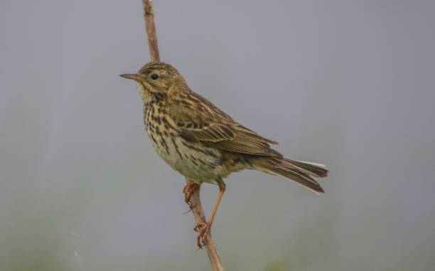 istock Tree Pipit at Pennington Marshes Hampshire 969827494