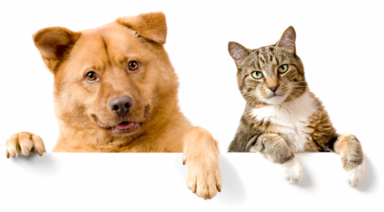 Dog and Cat above white banner looking at camera. Add your text underneath.