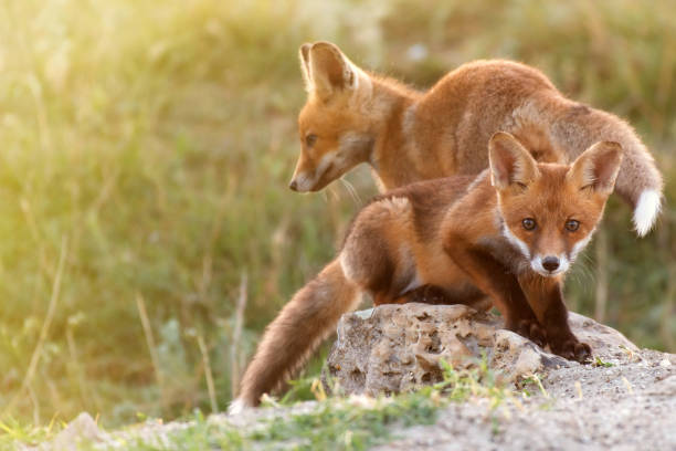 istock Two Little Red Fox near his hole 969844966