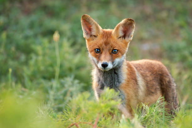 istock Little Red Fox stands in the grass. Close Up 969845028