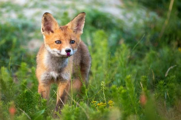 istock Little Red Fox near his hole sniffs a red flower 969845062
