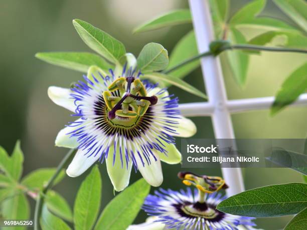 Passion Flower Stockfoto und mehr Bilder von Bedecktsamer - Bedecktsamer, Blau, Blume