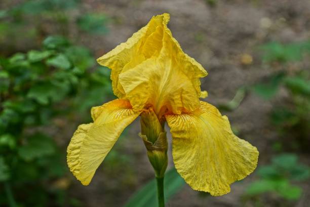 istock a large bud of a yellow iris flower 969845322