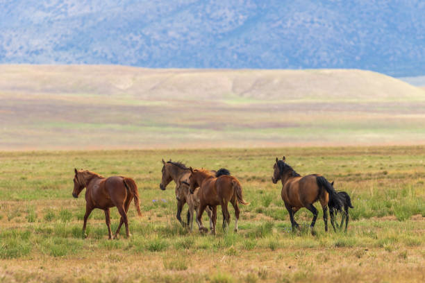 istock Wild Horses in the Utah Desert 969855734
