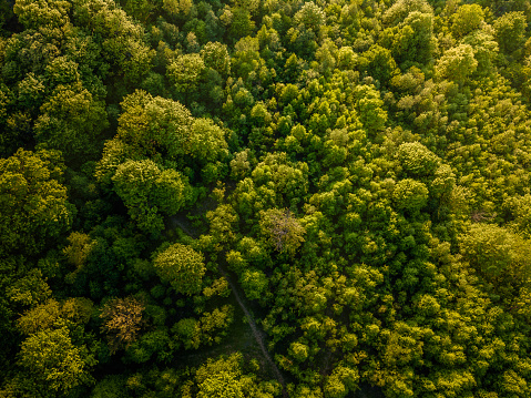 A drone shot looking down on bright green summer forest