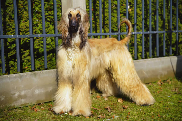 adorable lévrier afghan, rester à l’extérieur près d’une clôture au printemps - afghan dog photos et images de collection