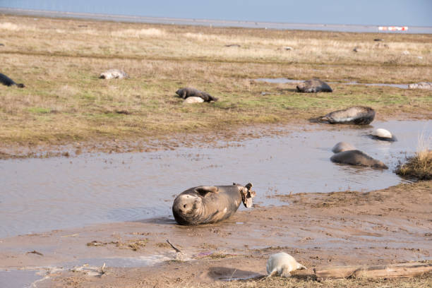 istock Seal Colony, Donna Nook, UK 969866848