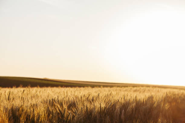 istock Filed of wheat in sunset 969869070