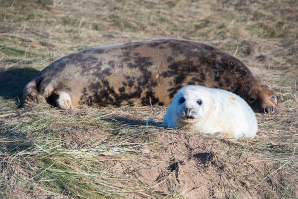 Seal Pup & Mother, Donna Nook, UK