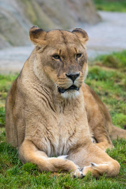 istock Lioness in the Zoo 969875022