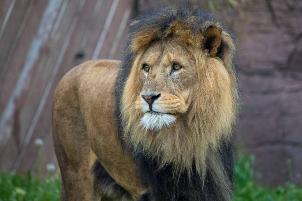 istock Lion in the Zoo 969875068