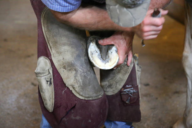 istock Blacksmith trimming horse hooves on farm 969875636
