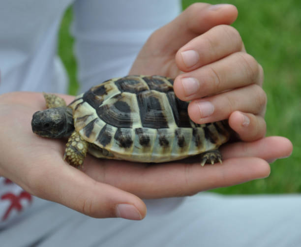istock two hands holding a baby tortoise 969875818