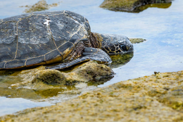 istock Green Sea Turtles 969881238