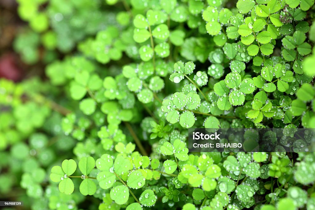 Drop auf dem Blatt - Lizenzfrei Bildhintergrund Stock-Foto