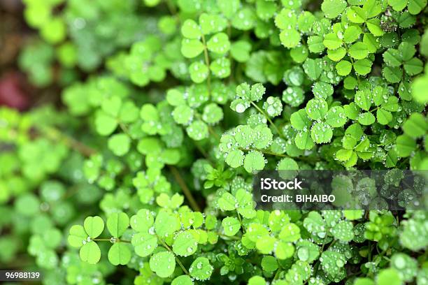Drop Auf Dem Blatt Stockfoto und mehr Bilder von Bildhintergrund - Bildhintergrund, Blatt - Pflanzenbestandteile, Chlorophyll